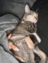 Lost Female Cat last seen Near SW Fountainview Boulevard, Port St. Lucie, Florida, USA, 34986, Port St. Lucie, FL 34986