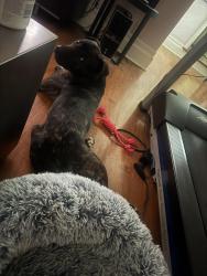 Found/Stray Male Dog last seen Northwest Hwy/Midway, Dallas, TX 75220