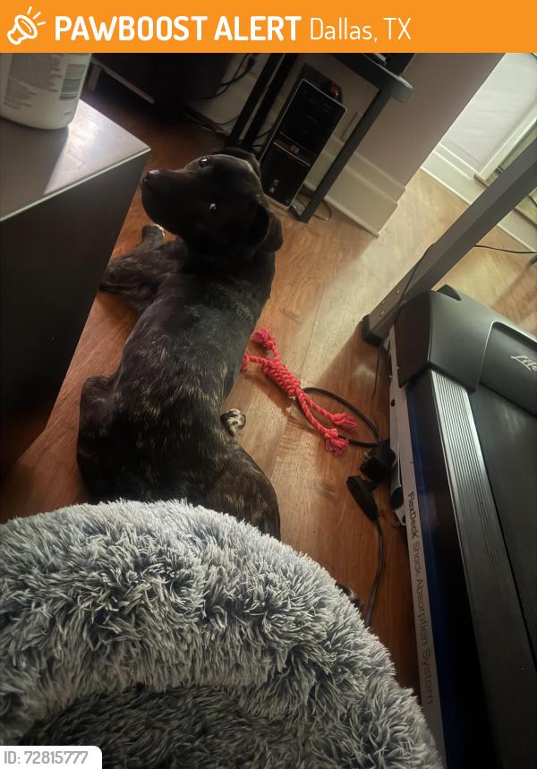 Found/Stray Male Dog last seen Northwest Hwy/Midway, Dallas, TX 75220