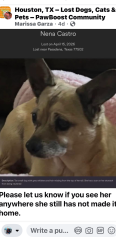 Lost Female Dog last seen Amror & Pauline, Pasadena, TX 77502