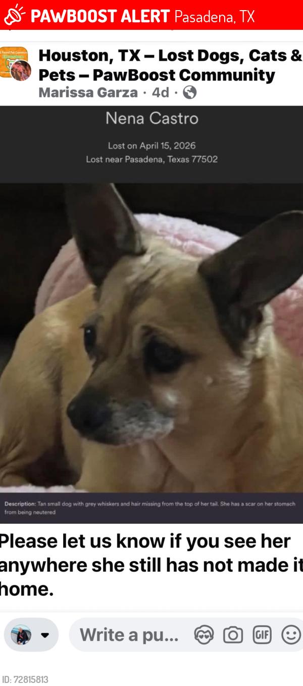 Lost Female Dog last seen Amror & Pauline, Pasadena, TX 77502