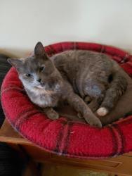Lost Female Cat last seen Cumberland Rd, Between Kimberly Hills and Osborne Rd, Farmville, VA 23901
