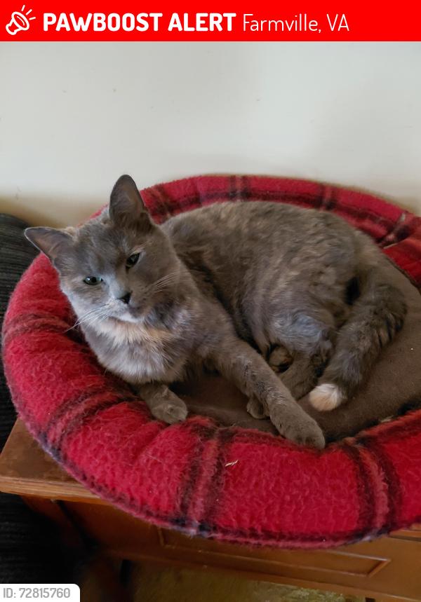 Lost Female Cat last seen Cumberland Rd, Between Kimberly Hills and Osborne Rd, Farmville, VA 23901