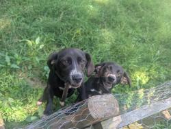 Lost Female Dog last seen State St by Baxter Rd and Katie Ln near HWY 441, Commerce, GA 30529