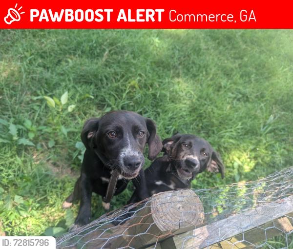 Lost Female Dog last seen State St by Baxter Rd and Katie Ln near HWY 441, Commerce, GA 30529