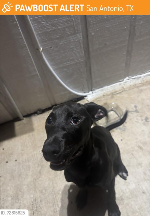 Found/Stray Female Dog last seen Apple valley, San Antonio, TX 78242