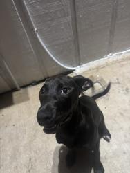 Found/Stray Female Dog last seen Apple valley, San Antonio, TX 78242