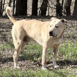 Lost Male Dog last seen Bunker Hill Road and Rosewood Lane, Sachse Tx USA heading across open land towards the wooded Rowlette Creek in Garland North of Miles Road., Garland, TX 75048