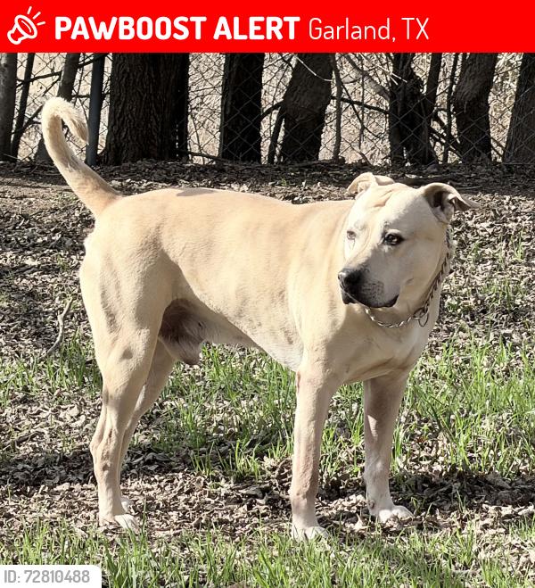 Lost Male Dog last seen Bunker Hill Road and Rosewood Lane, Sachse Tx USA heading across open land towards the wooded Rowlette Creek in Garland North of Miles Road., Garland, TX 75048