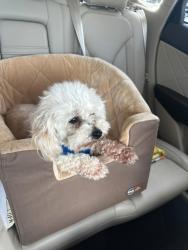 Lost Male Dog last seen Lystra Road, Harrison, TN 37341