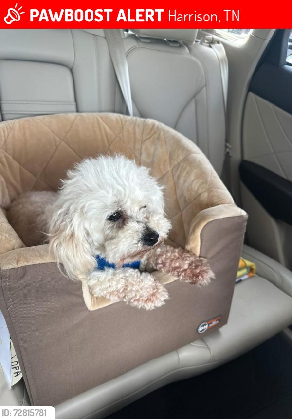Lost Male Dog last seen Lystra Road, Harrison, TN 37341