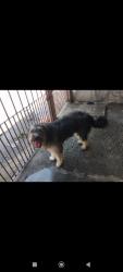 Lost Male Dog last seen Próximo ao Pesqueiro Itaimpava, Jardim Camargo Novo, SP 08120-520
