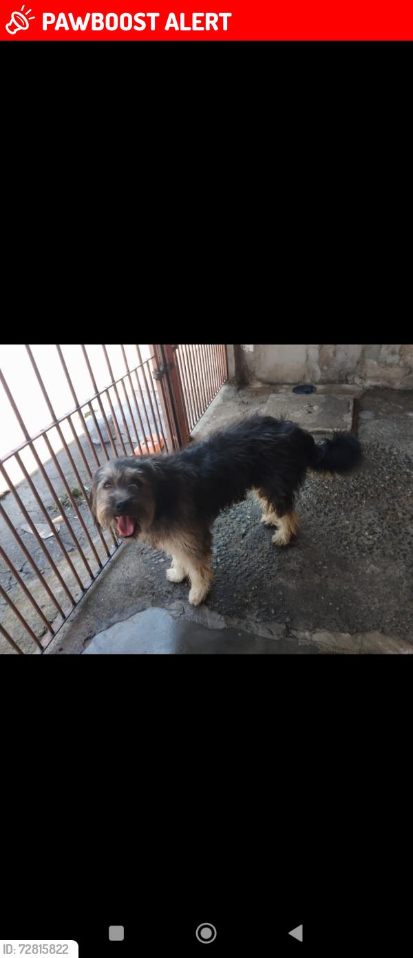 Lost Male Dog last seen Próximo ao Pesqueiro Itaimpava, Jardim Camargo Novo, SP 08120-520
