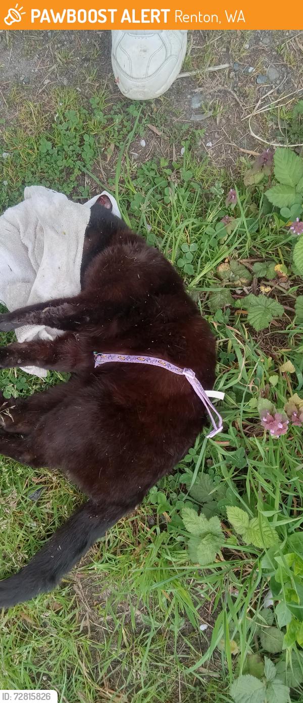 Found/Stray Unknown Cat last seen 3rd st& Taylor Ave nw. , Renton, WA 98057