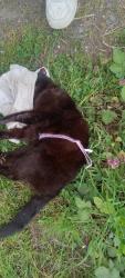 Found/Stray Unknown Cat last seen 3rd st& Taylor Ave nw. , Renton, WA 98057