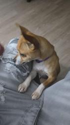 Lost Female Dog last seen Brandemere Rd N, Jacksonville, FL 32211