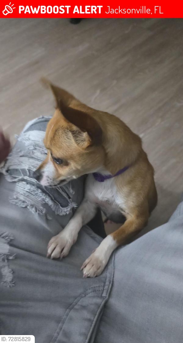 Lost Female Dog last seen Brandemere Rd N, Jacksonville, FL 32211