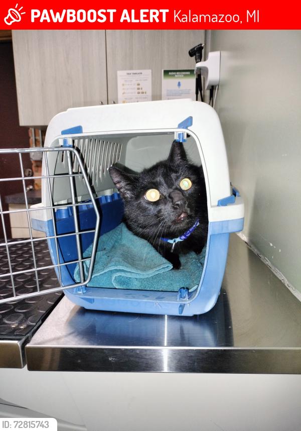 Lost Male Cat last seen Ormada drive , Kalamazoo, MI 49048