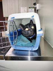 Lost Male Cat last seen Ormada drive , Kalamazoo, MI 49048