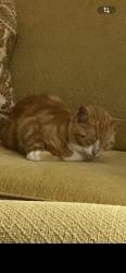 Lost Male Cat last seen Hall Road and Gaymond Road, Florence County, SC 29161