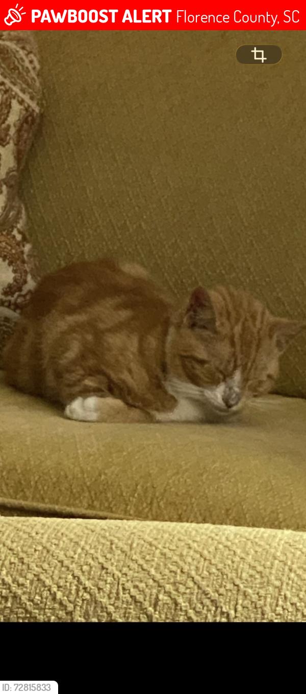 Lost Male Cat last seen Hall Road and Gaymond Road, Florence County, SC 29161
