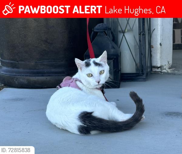 Lost Female Cat last seen Kiptree Dr. and Joshua Tree Dr. , Lake Hughes, CA 93532