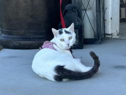 Lost Female Cat last seen Kiptree Dr. and Joshua Tree Dr. , Lake Hughes, CA 93532