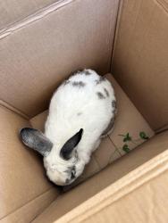 Found/Stray Unknown Rabbit last seen Royal Road in Jamestown NC, High Point, NC 27262