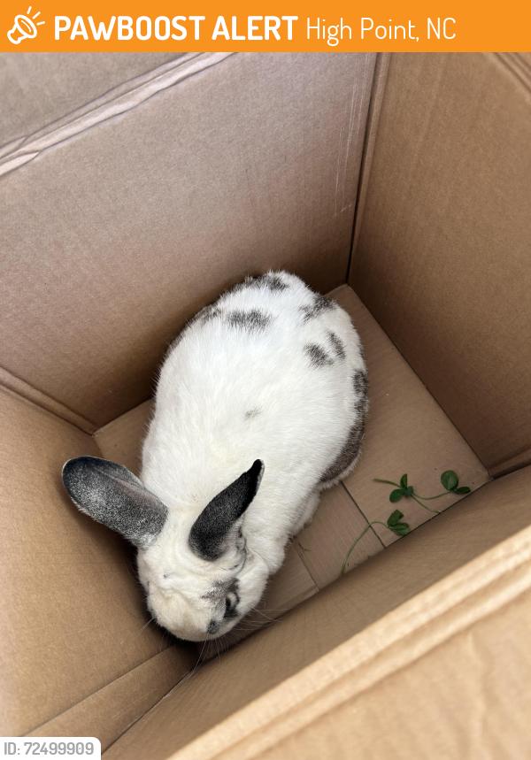 Found/Stray Unknown Rabbit last seen Royal Road in Jamestown NC, High Point, NC 27262