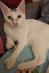 Lost Male Cat last seen Thomas & cedar, Fresno, CA 93702