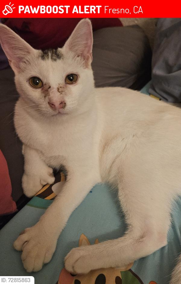 Lost Male Cat last seen Thomas & cedar, Fresno, CA 93702