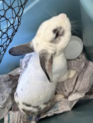 Found/Stray Unknown Rabbit last seen Royal Road and Wiltshire Drive; Forestdale East, Jamestown, NC 27282