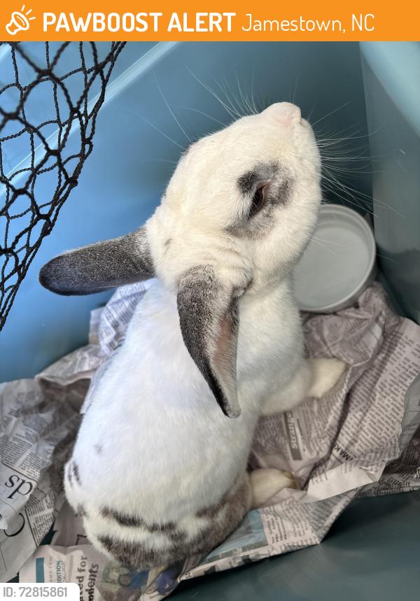 Found/Stray Unknown Rabbit last seen Royal Road and Wiltshire Drive; Forestdale East, Jamestown, NC 27282