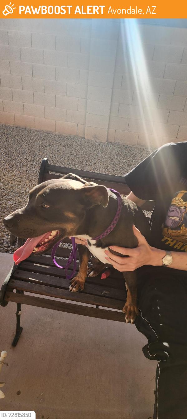 Found/Stray Male Dog last seen 127th Dr and Clarendon Ave, Avondale, AZ 85340