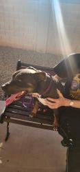 Found/Stray Male Dog last seen 127th Dr and Clarendon Ave, Avondale, AZ 85340