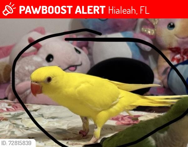 Lost Unknown Bird last seen In Samari lakes cndmnium , Hialeah, FL 33016