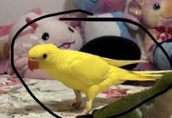 Lost Unknown Bird last seen In Samari lakes cndmnium , Hialeah, FL 33016