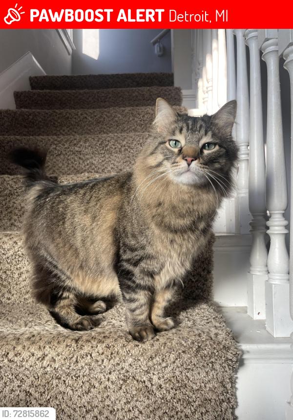 Lost Male Cat last seen Mack and Balfour, Detroit, MI 48224