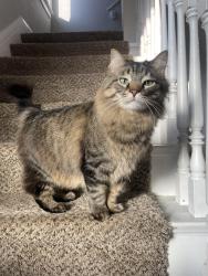 Lost Male Cat last seen Mack and Balfour , Detroit, MI 48224