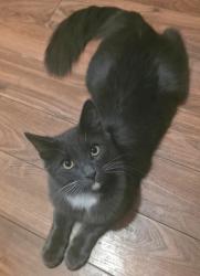 Lost Male Cat last seen Forestdale Ave & Mauna Loa, Glendora, CA 91740