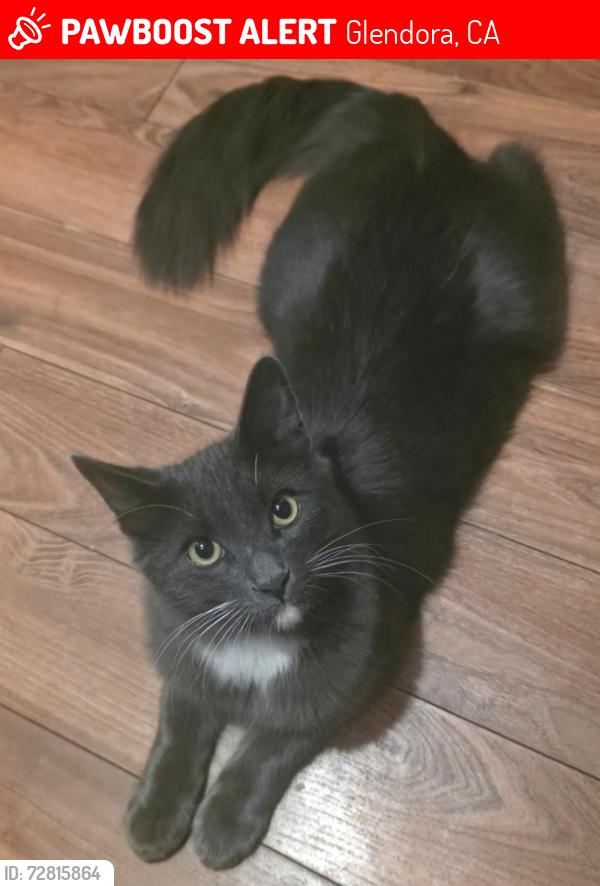 Lost Male Cat last seen Forestdale Ave & Mauna Loa, Glendora, CA 91740