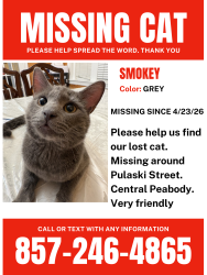 Lost Male Cat last seen Pulaski and Central Street Peabody MA, Peabody, MA 01960