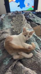 Lost Male Cat last seen Near Cherryville road Shelby, NC, Shelby, NC 28150