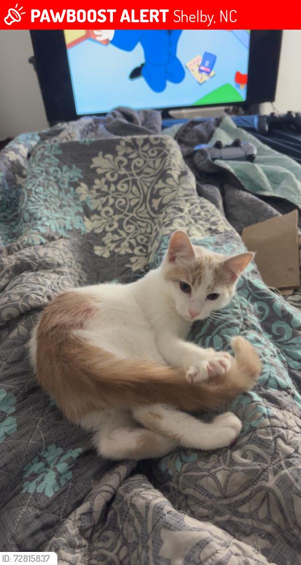 Lost Male Cat last seen Near Cherryville road Shelby, NC, Shelby, NC 28150
