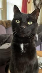 Reunited Male Cat last seen Thornton heights neighborhood, South Portland, ME 04106