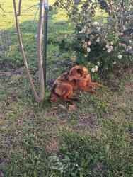 Found/Stray Female Dog last seen Smiley road and 428, Celina, TX 75009