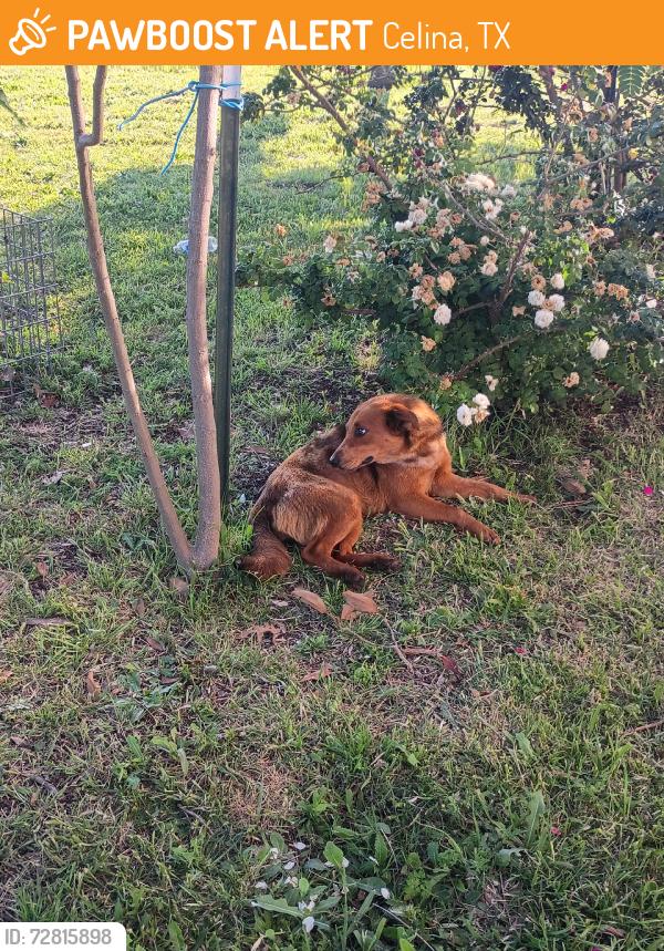 Found/Stray Female Dog last seen Smiley road and 428, Celina, TX 75009
