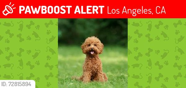 Lost Male Dog last seen West 71st Los Angeles , Los Angeles, CA 90047
