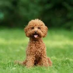 Lost Male Dog last seen West 71st Los Angeles , Los Angeles, CA 90047