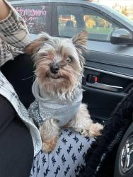 Lost Male Dog last seen D street , Glen Burnie, MD 21061